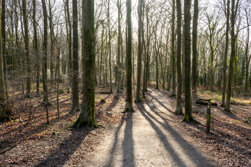 Obraz premium path in the woods