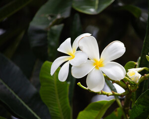 Beautiful plumeria flower Hawaii summer