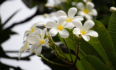 Beautiful plumeria flower Hawaii summer