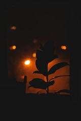 silhouette of a plant against a warm glowing sunset