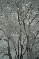 Vegetation under snow, frost and frost. Winter idyll in nature and fields. Farmland and forest in winter and early spring. Hibernation and climate change