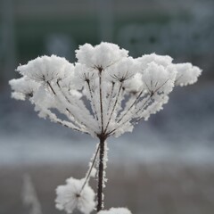 Vegetation under snow, frost and frost. Winter idyll in nature and fields. Farmland and forest in winter and early spring. Hibernation and climate change