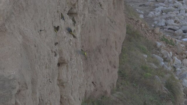 acantilado con loros barranqueros Cyanoliseus patagonus en playa los acantilados Mar del Plata