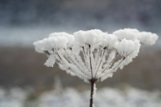 Vegetation under snow, frost and frost. Winter idyll in nature and fields. Farmland and forest in winter and early spring. Hibernation and climate change