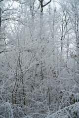 Vegetation under snow, frost and frost. Winter idyll in nature and fields. Farmland and forest in winter and early spring. Hibernation and climate change