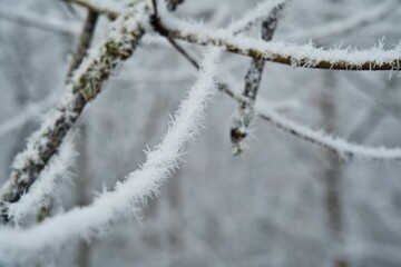 Vegetation under snow, frost and frost. Winter idyll in nature and fields. Farmland and forest in winter and early spring. Hibernation and climate change