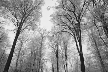 Vegetation under snow, frost and frost. Winter idyll in the nature of forests and fields. Farmland and forest in winter and early spring. Hibernation and climate change, landscape in Europe and German