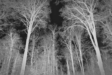 Negative, frightening image. Winter idyll in the nature of forests and fields. Farmland and forest...