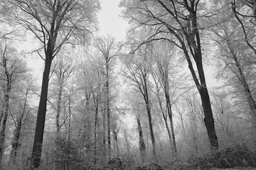Vegetation under snow, frost and frost. Winter idyll in the nature of forests and fields. Farmland and forest in winter and early spring. Hibernation and climate change, landscape in Europe and German