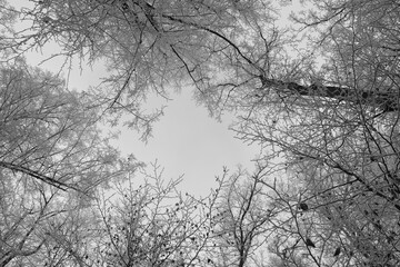 Vegetation under snow, frost and frost. Winter idyll in the nature of forests and fields. Farmland and forest in winter and early spring. Hibernation and climate change, landscape in Europe and German