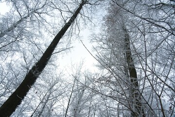 Vegetation under snow, frost and frost. Winter idyll in the nature of forests and fields. Farmland and forest in winter and early spring. Hibernation and climate change, landscape in Europe and German
