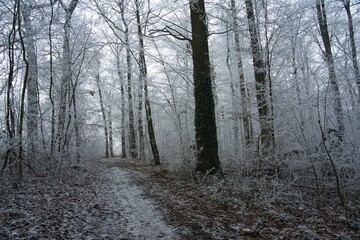 Vegetation under snow, frost and frost. Winter idyll in the nature of forests and fields. Farmland and forest in winter and early spring. Hibernation and climate change, landscape in Europe and German