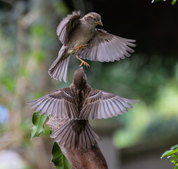 Sparrow fights leave spectacular acrobatics!
