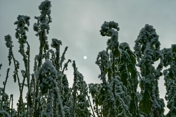 Vegetation under snow, frost and frost. Winter idyll in nature and fields. Farmland and forest in winter and early spring. Hibernation and climate change