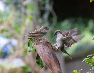 Sparrow fights leave spectacular acrobatics!