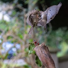 Sparrow fights leave spectacular acrobatics!