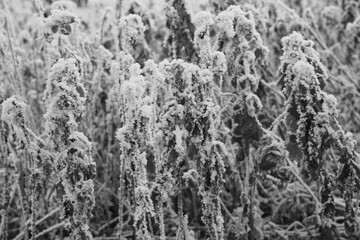 Vegetation under snow, frost and frost. Winter idyll in nature and fields. Farmland and forest in winter and early spring. Hibernation and climate change