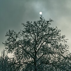 Vegetation under snow, frost and frost. Winter idyll in nature and fields. Farmland and forest in...