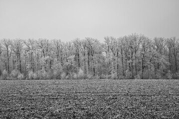 Vegetation under snow, frost and frost. Winter idyll in the nature of forests and fields. Farmland and forest in winter and early spring. Hibernation and climate change, landscape in Europe and German