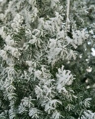 Vegetation under snow, frost and frost. Winter idyll in nature and fields. Farmland and forest in winter and early spring. Hibernation and climate change