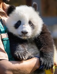 Fototapeta premium Panda cub being held by a caretaker in a wildlife conservation center during daylight