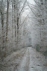 Vegetation under snow, frost and frost. Winter idyll in the nature of forests and fields. Farmland and forest in winter and early spring. Hibernation and climate change, landscape in Europe and German