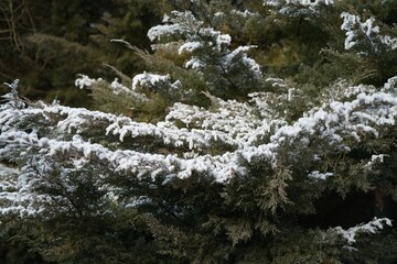 Vegetation under snow, frost and frost. Winter idyll in nature and fields. Farmland and forest in winter and early spring. Hibernation and climate change