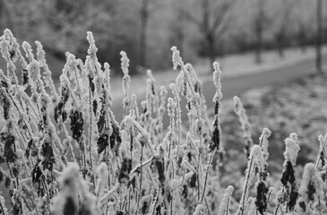Fototapeta premium Vegetation under snow, frost and frost. Winter idyll in nature and fields. Farmland and forest in winter and early spring. Hibernation and climate change