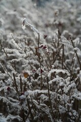 Vegetation under snow, frost and frost. Winter idyll in nature and fields. Farmland and forest in winter and early spring. Hibernation and climate change