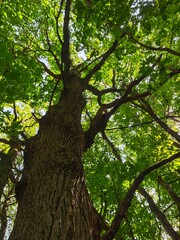 old oak in the summer
