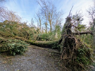 Fallen tree on the path after the storm Eowyn at Merlin woods, Galway, Ireland, destructive power...