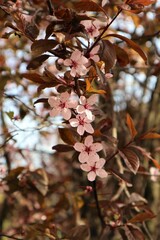 Cherry branch with dark green leaves and light pink flowers on a blurry background on a sunny day
