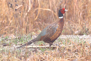 common pheasant male