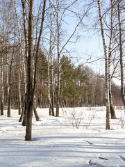 Snowy forest with trees and a clear blue sky