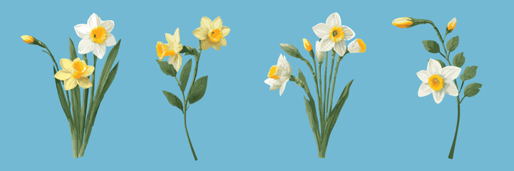 Obraz premium Beautiful tender white and yellow blooming daffodils on blue background floral vector illustration