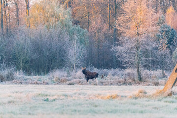 Moose in Frosty Forest Meadow