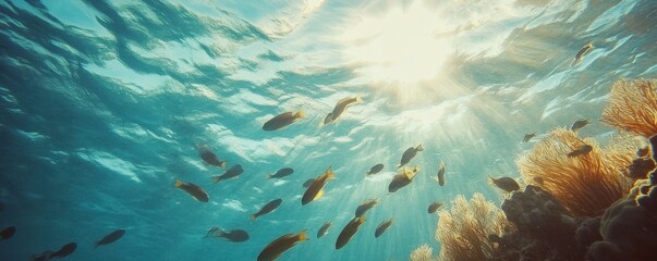 Vibrant marine life under sunlit ocean waters
