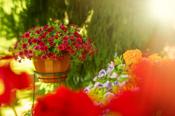 Ampel petunia flowers with bright orange and pink petals. A stand for planters with flowers in the garden.