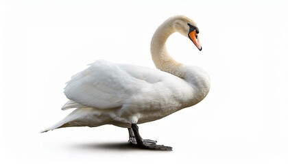 Obraz premium mute swan standing isolated on white background