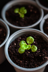 Green sprouts growing from seeds. Tiny sprouts growing in pots in the garden.