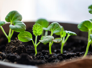 Green sprouts growing from seeds. Tiny sprouts growing in pots in the garden.
