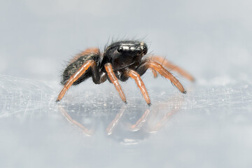 Phidippus texanus, araignée sauteuse colorée capturée en gros plan