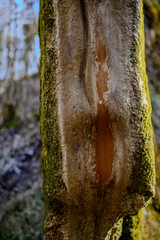 Am Wachsenden Felsen nahe Landau/Isar
