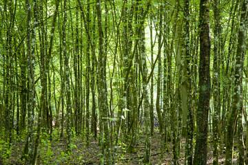 Fototapeta premium A very green young forest