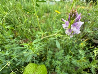 Flowering purple Alfalfa (Medicago sativa) plant on green field. Close-up. Alfalfa, also called lucerne, is a perennial flowering plant in the legume family Fabaceae.