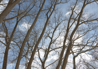 screen of bare trees on a winter sky with feathery clouds