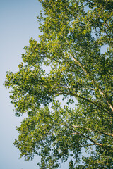 Green tree canopy against a bright blue sky, with dense leaves forming a vibrant natural scene.
