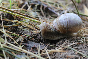 Grape snail on grass ground close-up