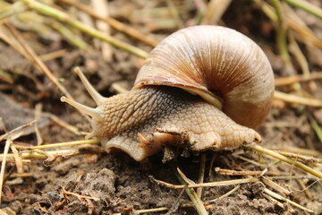 Grape snail on grass ground close-up summer time