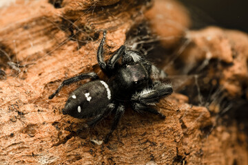 Phidippus regius, araignée sauteuse colorée capturée en gros plan